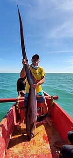 requin-renard de Madagascar